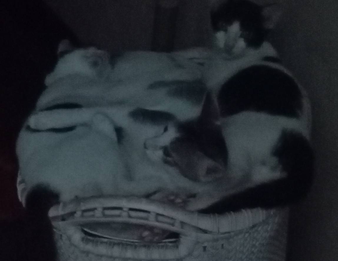 Tundra in da dark...